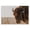 Bison at Golden Prairie Sunset, variant on Stupell Industries Rustic Lodge Bison Sunset on Golden Prairie Black Floating Frame Canvas Art, 25 x 17, by Nathan Larson