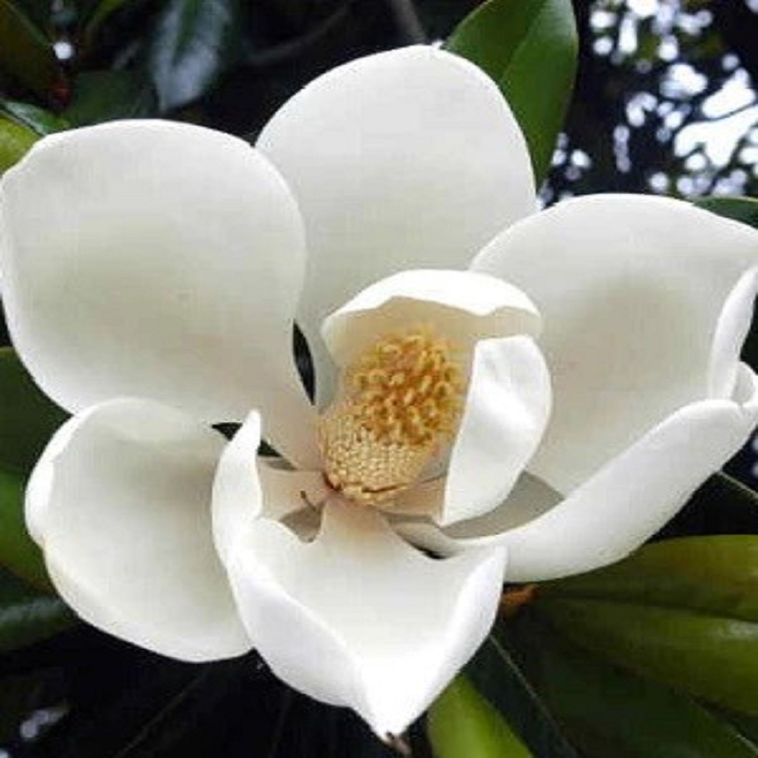 Expert Gardener 1.5- 2 ft tall D.D. Blanchard Southern Magnolia Live Tree in 3-Gallon Grower Pot