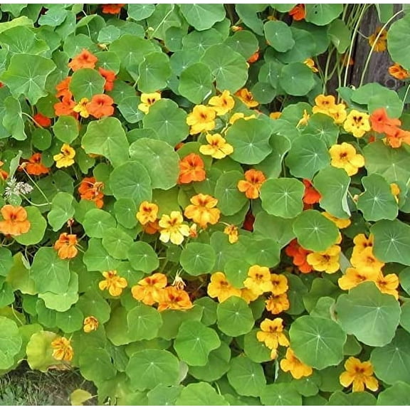Tall Trailing Mix Nasturtium for Planting - Attractive Mixed Color Blooming Vine - Made in USA, Ships from Iowa. (100 Seeds)