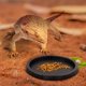 thumbnail image 2 of Popetpop 2 unids reptiles alimento mascota cuenco reptil beber plato plato plato plato plato plato plato plato alimentación mascota suministros de alimentación, 2 of 5