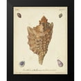 thumbnail image 2 of Knorr 15x18 Black Modern Framed Museum Art Print Titled - Antique Knorr Shells VI, 2 of 5