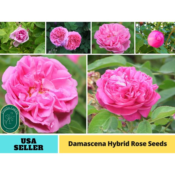 PEMDASGARDEN 30 Damascena Hybrid Flower Rose Plant Seeds, GMO Free