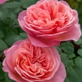 thumbnail image 3 of Heirloom Roses Live Hybrid Tea - Sweet Mademoiselle™ Hybrid Tea Roses, 3 of 4