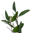 thumbnail image 5 of Vickerman 20" Artificial Green Seeded Willow Eucalyptus Wreath, 5 of 5