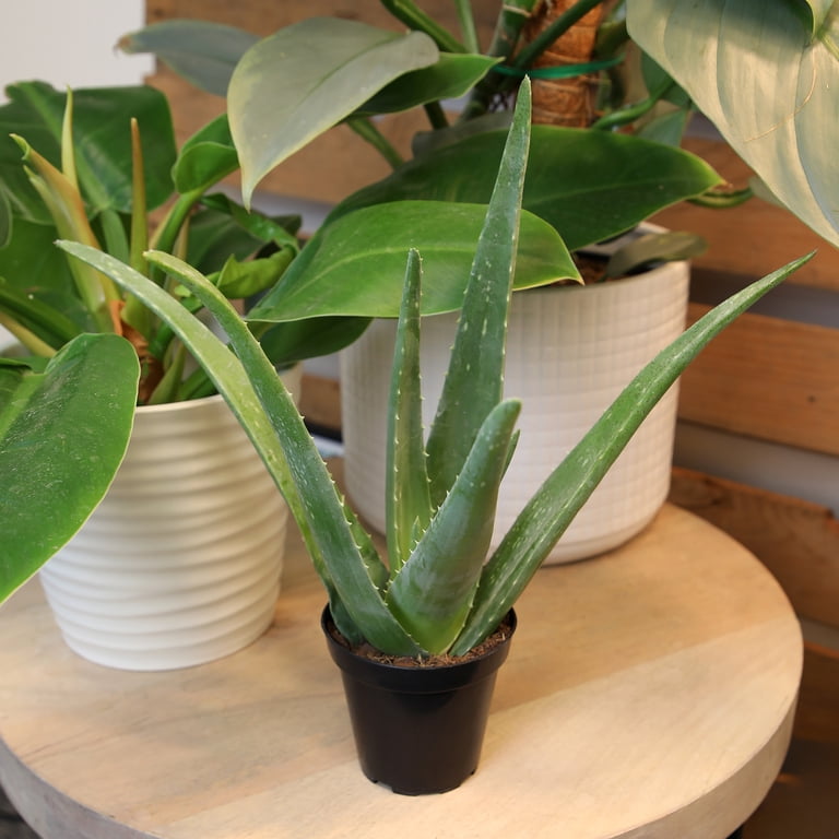 Altman Plants 11" Live Aloe Vera Decor in 4" White Pot, Easy Care Succulent  Gift - Walmart.com