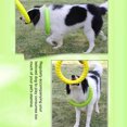 thumbnail image 4 of CSChome Indestructible Dog Toy Dog Toy - Lightweight Floating, Bite-resistant Interactive Training Ring for Outdoor Activity, 4 of 7