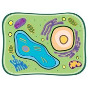 Roylco See-Through Plant Cell Builder - Transparent Biology Model with 9 Organelle Layers, NGSS-Aligned STEM Learning Kit for Classroom Life Science Education