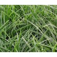 thumbnail image 2 of Classy Groundcovers, Carex morrowii 'Ice Dance', var. laxa, var. temnolepis (flat of 18 Pots, 3 1/4 inch square), 2 of 10
