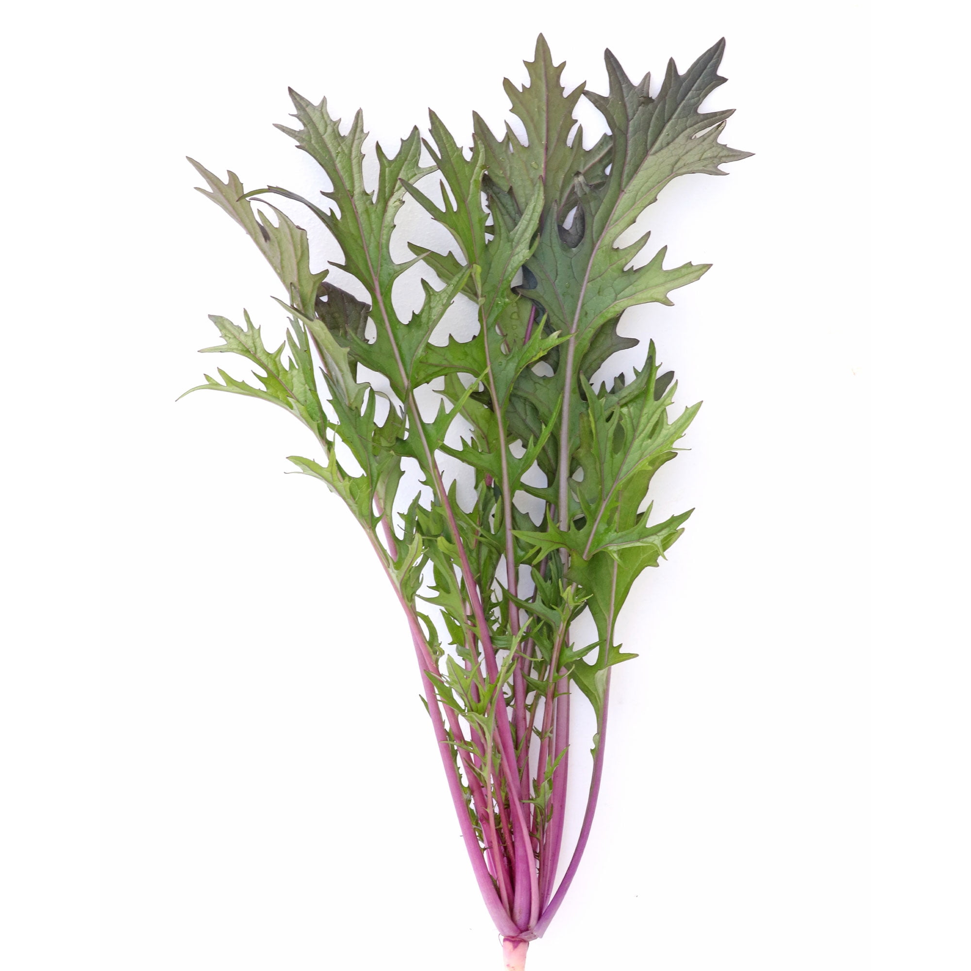 The Mustard Seeds☆Red True Leaf Market | True Leaf Market Seed Company