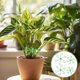 thumbnail image 4 of 8 estacas de soporte para plantas, estacas de plástico reutilizables para trepar plantas de interior con 8 clips de fijación, tallos flexibles para un crecimiento óptimo, ideales para, 4 of 7