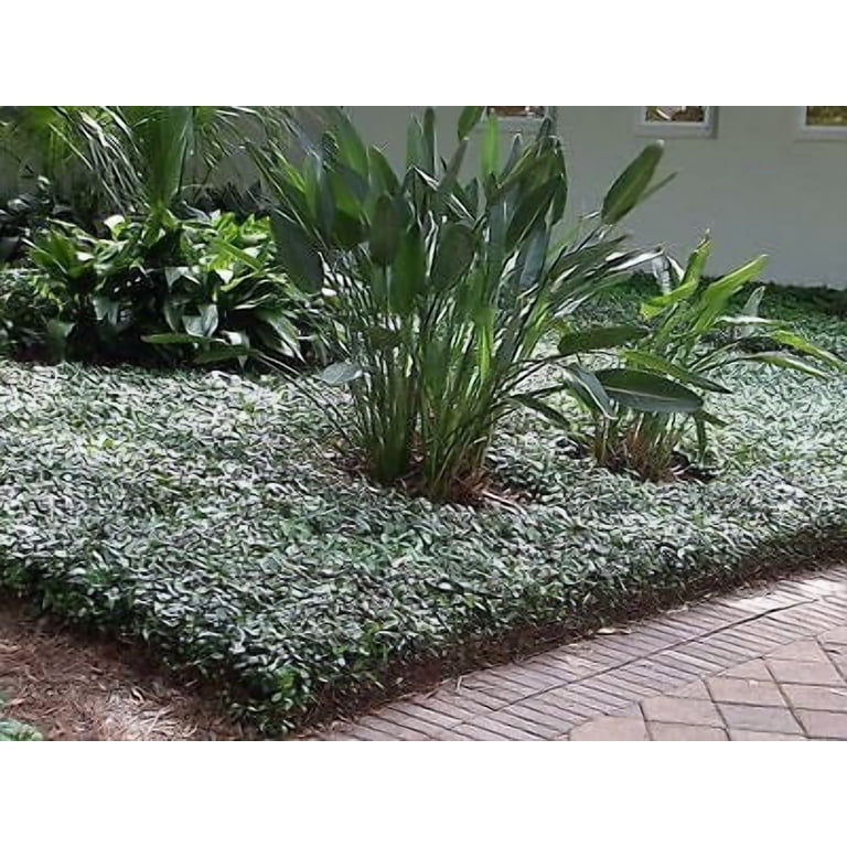 Asiatic Jasmine Minima - 60 Live Plants - Evergreen Ground Cover