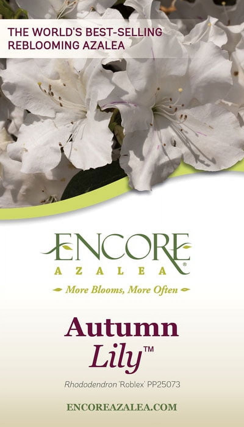 Encore Azalea Autumn Lily Live Shrub in 3-Gallon Grower Pot