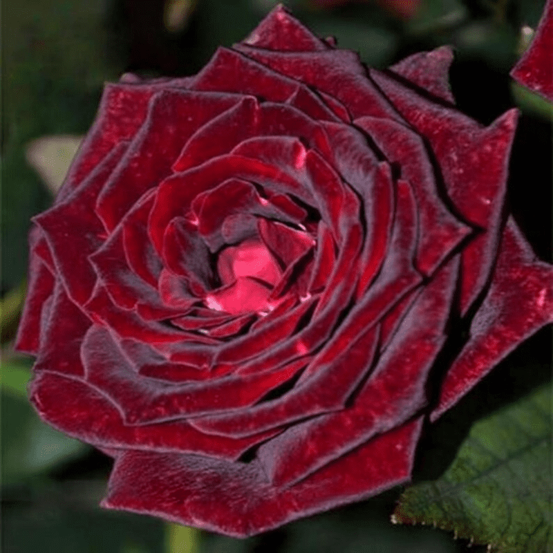 30 Red Black Rose Seeds, Perennial
