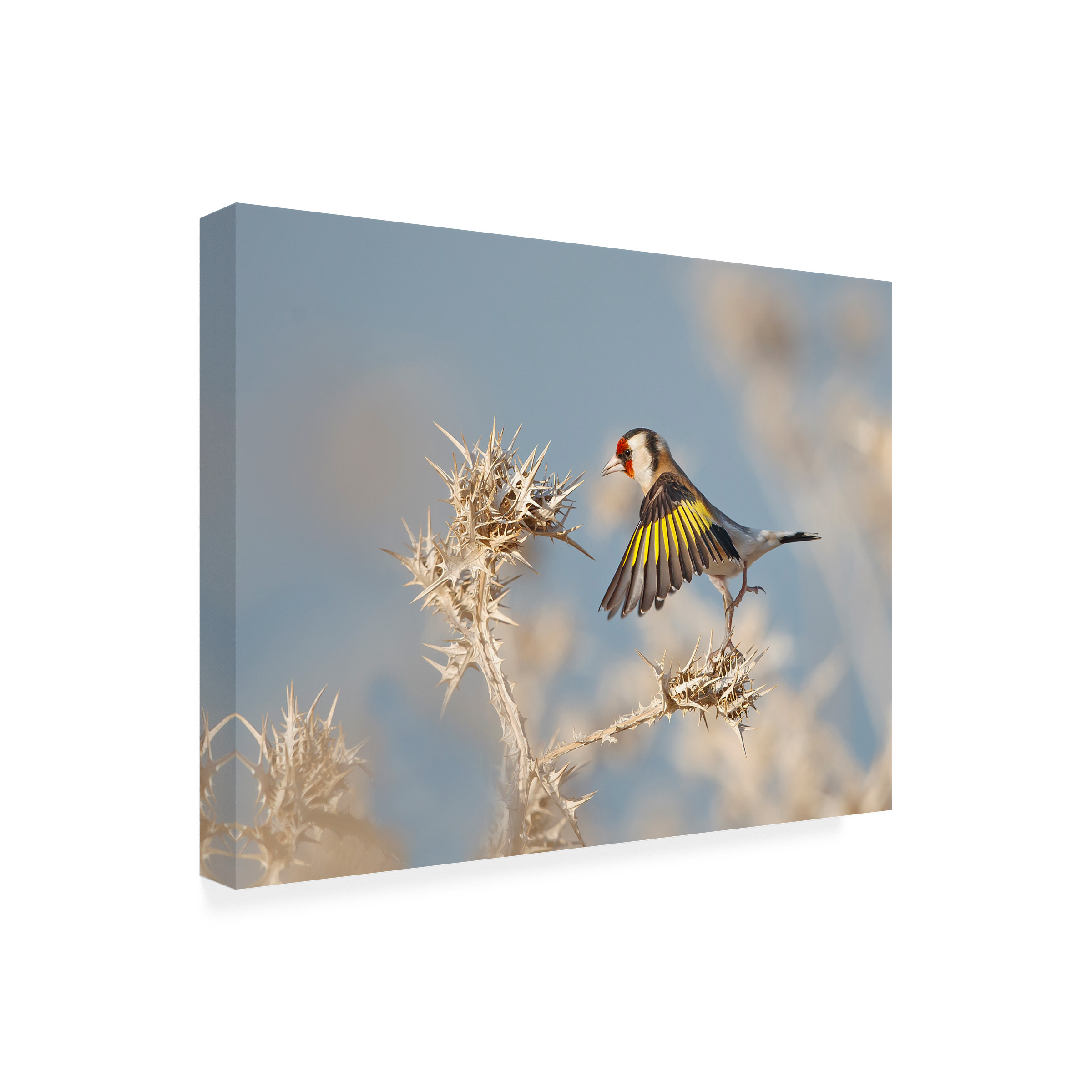 Shlomo Waldmann 'Goldfinch Carefull' Canvas Art