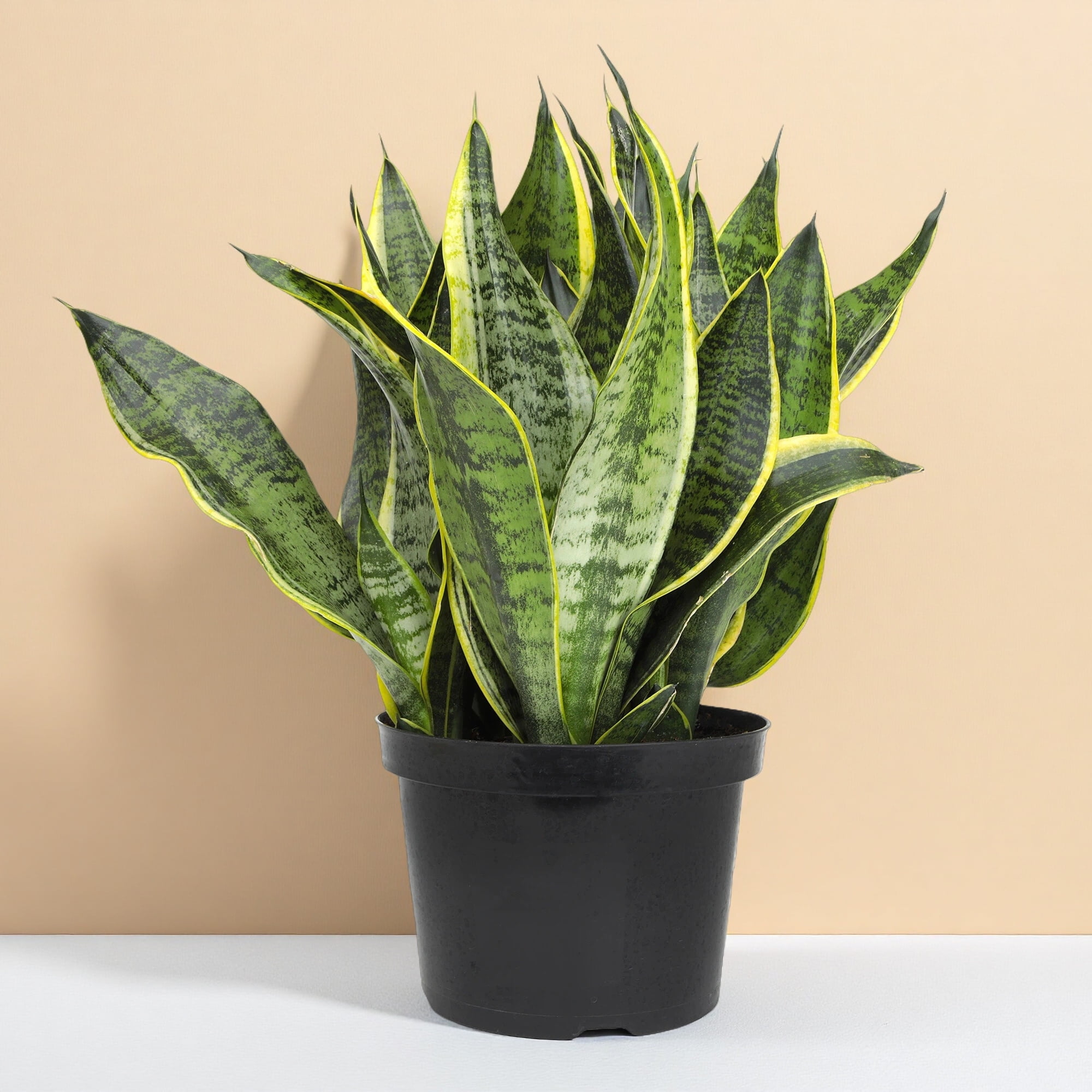 Premium Snake Plant (Sansevieria) in 8" Grower Pot, Live Plant, Grower's Choice Seasonal Selection