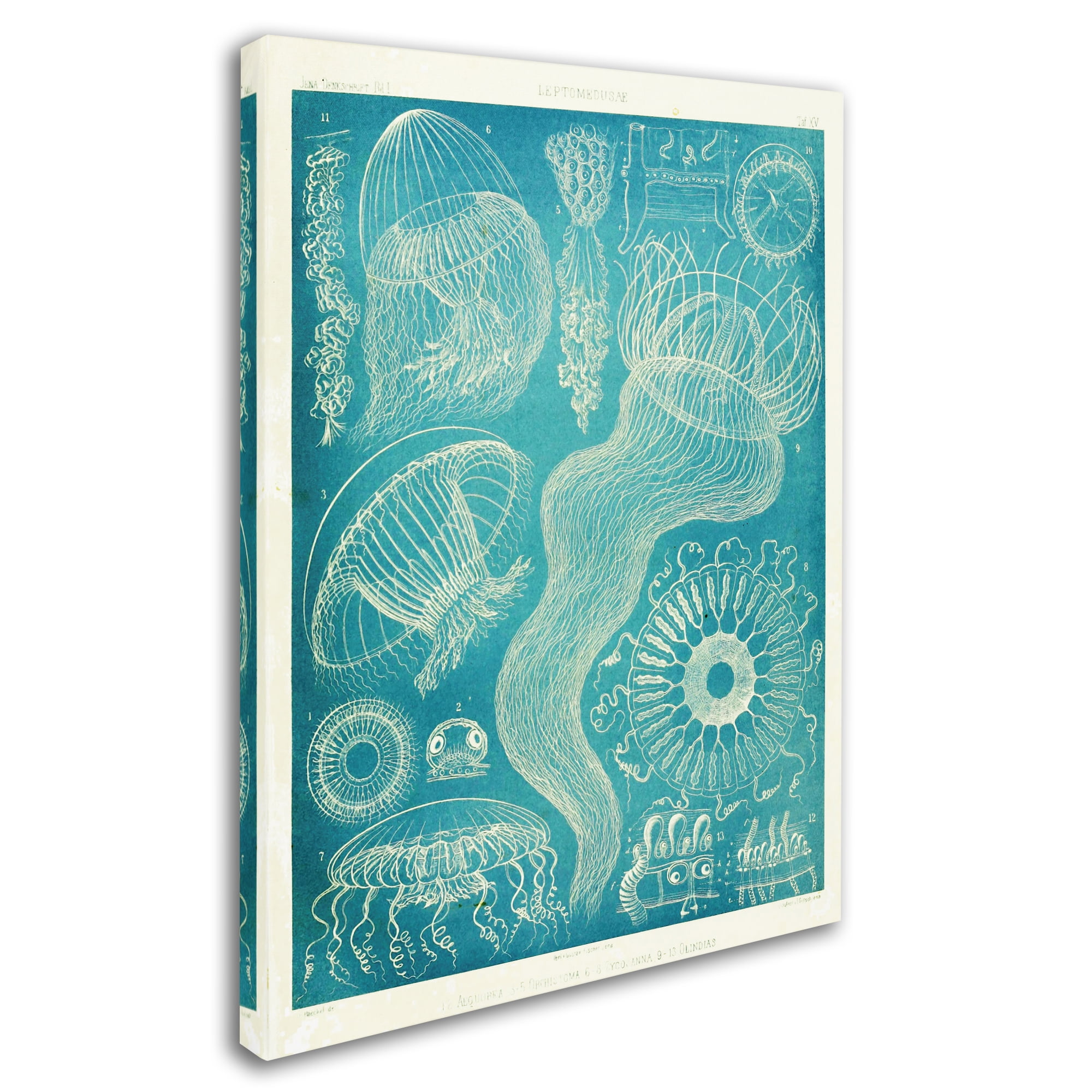 Trademark Fine Art 'Jellyfish Sealife' Canvas Art by Vintage Apple Collection