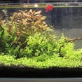 thumbnail image 1 of HEALEEP 15Ud Peces Flotantes Simulados En Plástico Para, 1 of 6