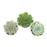 Element 3.5" Rosette Echeveria Succulents (3 Pack), Live Plants, Easy Care, Full Sun, Grower's Choice Plant Pack