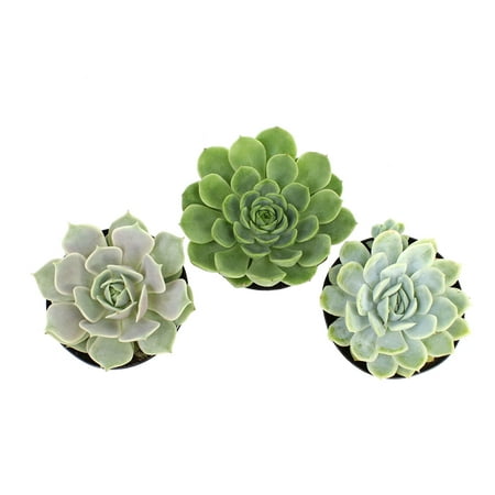 Element 3.5" Rosette Echeveria Succulents (3 Pack), Live Plants, Easy Care, Full Sun, Grower's Choice Plant Pack