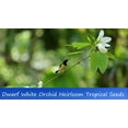 thumbnail image 4 of Tropical Seeds- Dwarf White Orchid Tree -10 Seeds-See Listing Below -Ornamental - Bauhinia acuminata, 4 of 4
