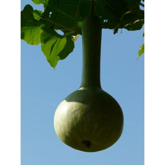 Birdhouse Bottle Gourd Seeds/ Annual/ Full Sun/10 Seeds/ Zellajake Farm and Garden - B110