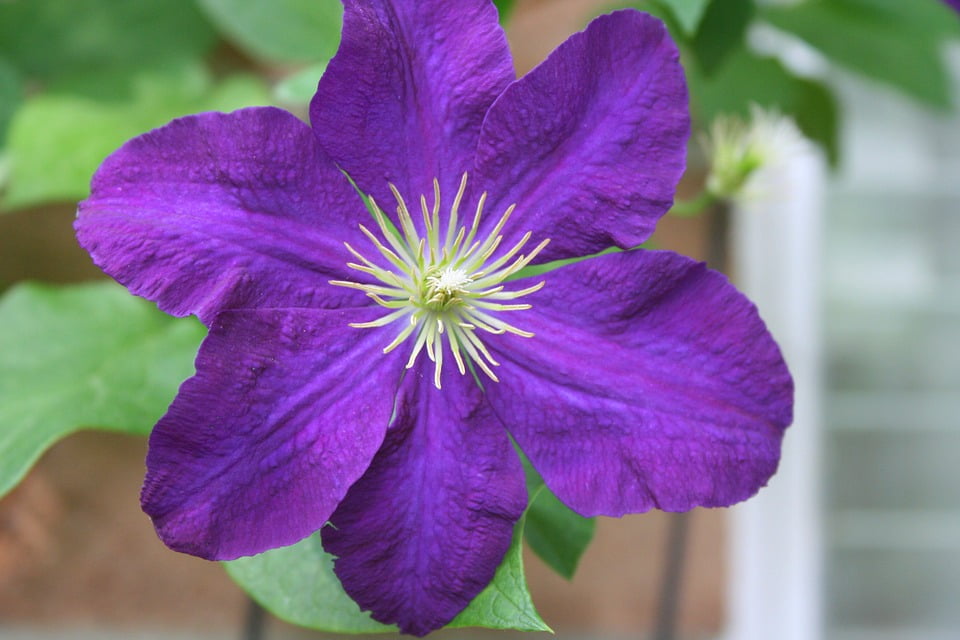 Flower Plant Purple Vine Climbing Clematis Floral12 Inch