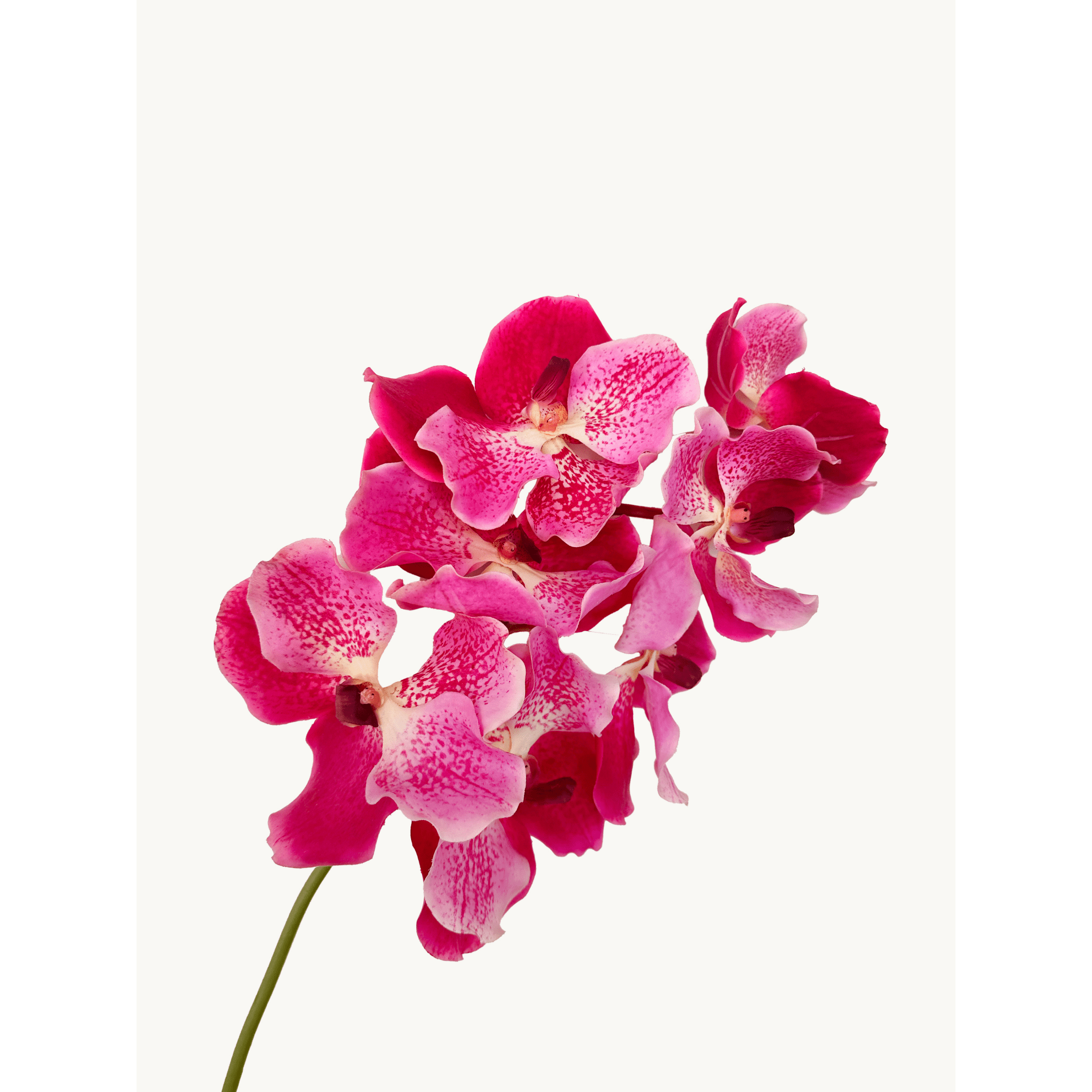 Amaranton 24" Real Touch Vanda Orchid - Fuchsia 5Pcs Artificial Flowers Bouquet for Gift Home Decor Indoor Outdoor Faux Orchid Flower Fake Floral Arrangements