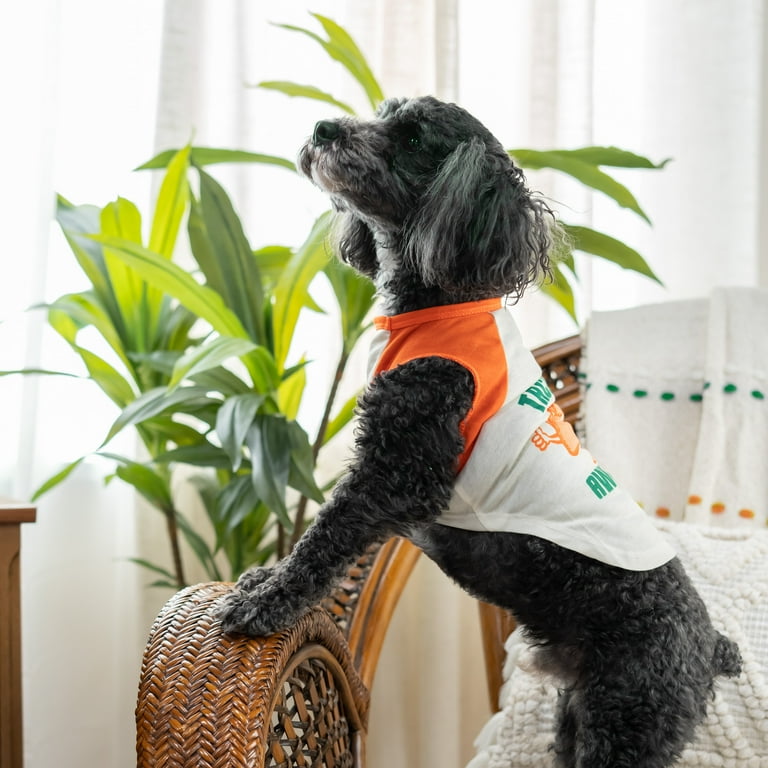 Vibrant Life Dog and Cat Clothes Taco Bout Awesome Pet T Shirt Orange Xs