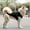 Black, variant on Dog & Cat Cooling Vest, Lightweight Stretchy Fabric for Outdoor Walks, Beach Trips & Preventing Sunburn on Short-Haired Pets.