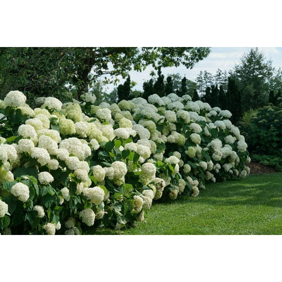 Incrediball Smooth Hydrangea-Deciduous Shrub-Attracts Pollinators  3 Gallon