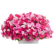 Better Homes & Gardens 2G Hanging Basket Coco Annual Outdoor Live Plants