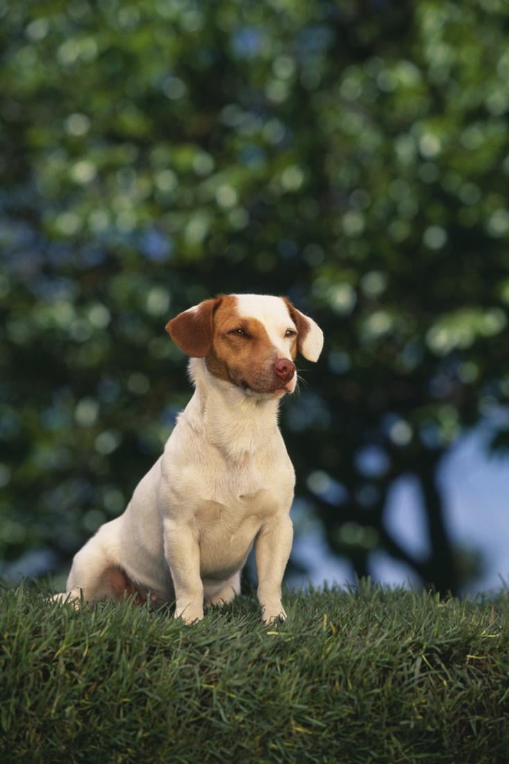 jack russell boots