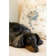 thumbnail image 2 of Karyn Millet 28x40 Gallery Wrapped Canvas Wall Art Titled - Dachshund, 2 of 4