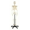 Human Skeleton Model, Life Size (64") & Natural Color - Flexible Spine & Joints - Nerve Branches - Rod Stand with Rolling Base - hBARSCI