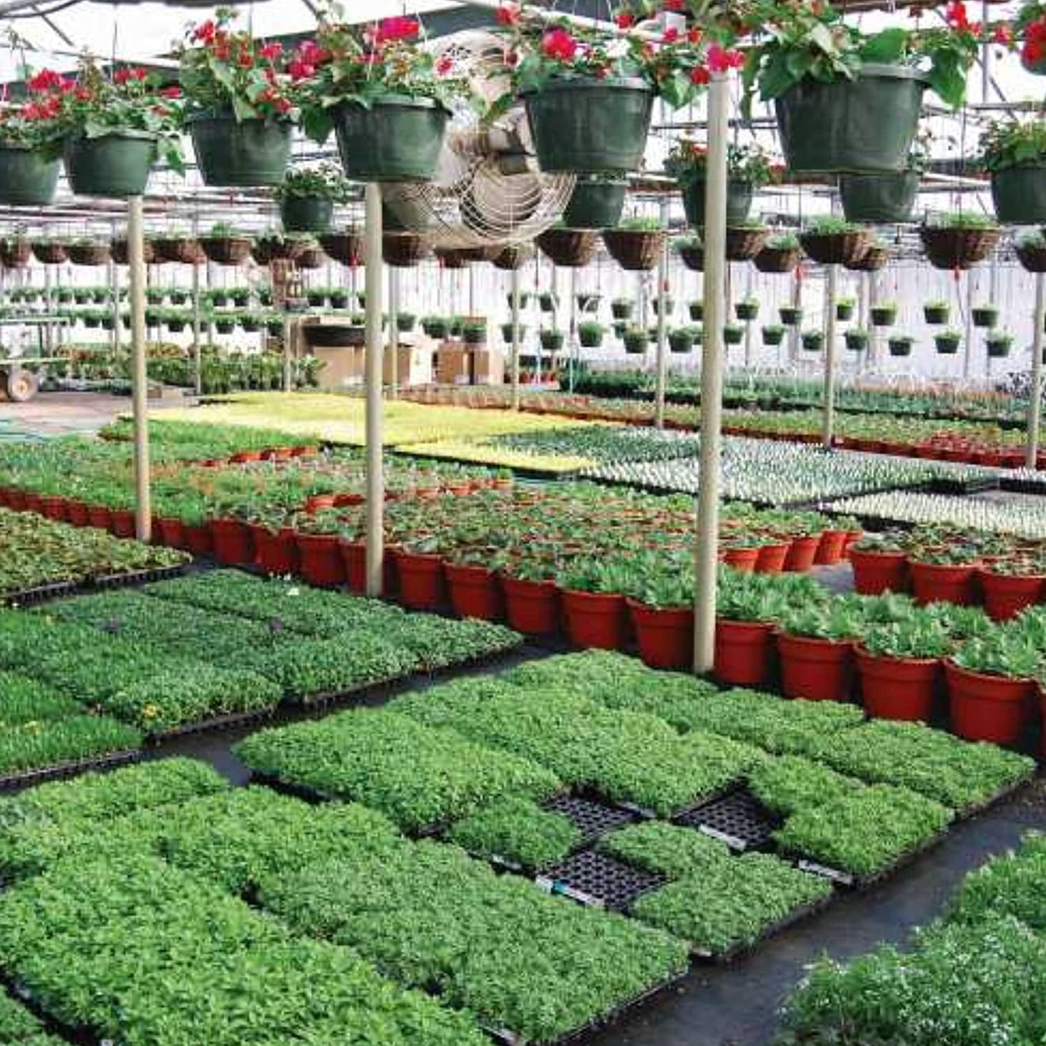 Greenhouse Film-32' x 50'-Blackout-6 mil thickness