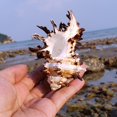 thumbnail image 2 of Natural Chicoreus Brunneus Snail Aquarium Decorations HOT Shell Specimen Z4H8, 2 of 9
