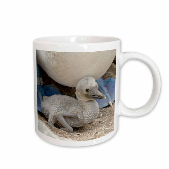 3drose, Ecuador, Galapagos, Lobos Island. Blue-footed Booby Sitting on Chick., 15oz Mug