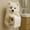 A451 christmas decorations under 5$, variant on sdhkgrrt under $5 Dog Toilet Paper Holder, Dog Toilet Paper Holder,Realistic Animal Paper Roll Stand,Cute Bathroom Accessory,Resin Dog Sculpture Decor,Wall Mount Tissue Dispenser