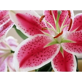Van Zyverden Lilies Oriental Stargazer Set of 7 Bulbs Pink