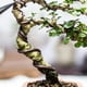 thumbnail image 5 of Alambre de entrenamiento Uxcell Bonsai, alambre floral de aluminio anodizado para fijación de ramas de jardinería, marrón 3mm x 41ft, 5 of 6