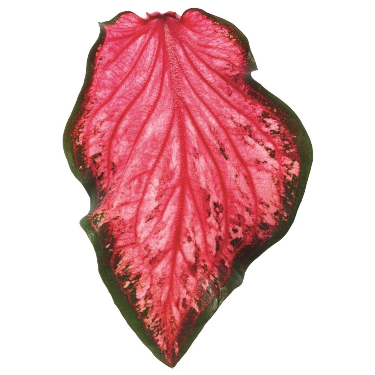 Proven Winners 5" Multicolor Heart to Heart 'Scarlet Flame' Sun or Shade Caladium Live Plant in 4.5" Pot