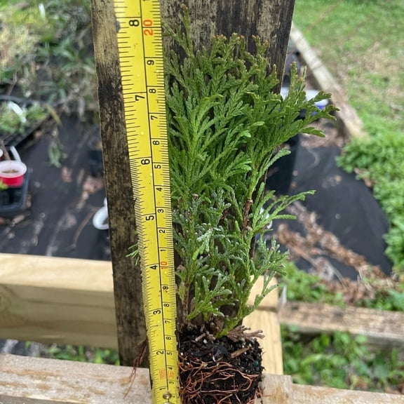 Little Giant Arborvitae Live Starter Plant (1 Plant) – Less Than 12 Inches Tall