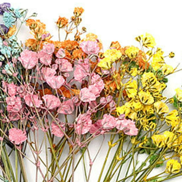 Dried Babys Breath Colors - Dried Gypsophila For Sale