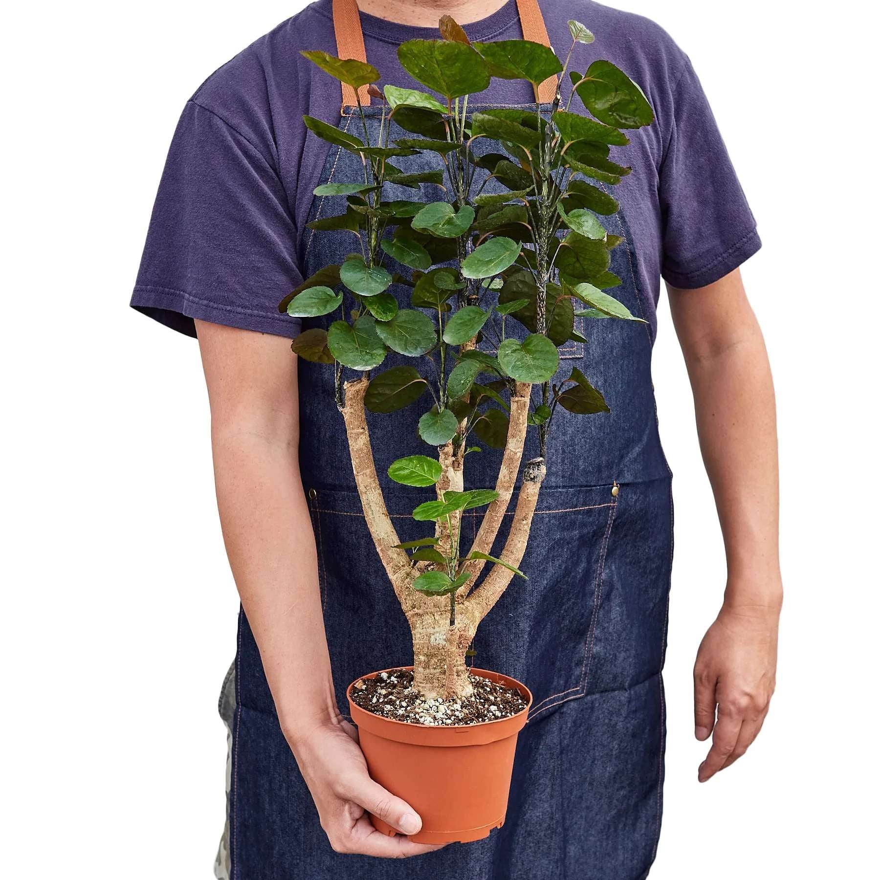 Aralia Fabian Stump Polyscias Scutellaria Live Plant for Indoor | Different Houseplants in 4'' & 6'' Pot | Real House Plant for Living Room, Office, Desk & Bathroom