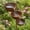 Rust-proof*1, variant on 3-Layer Rain Catcher Bird Bath, Garden Stake Feeder Small Outdoors, Bring Life Back to Your Garden, Decorative Flower Bed Rainwater Collector for Bee Hummingbird Rustic Supports(Basic*1)