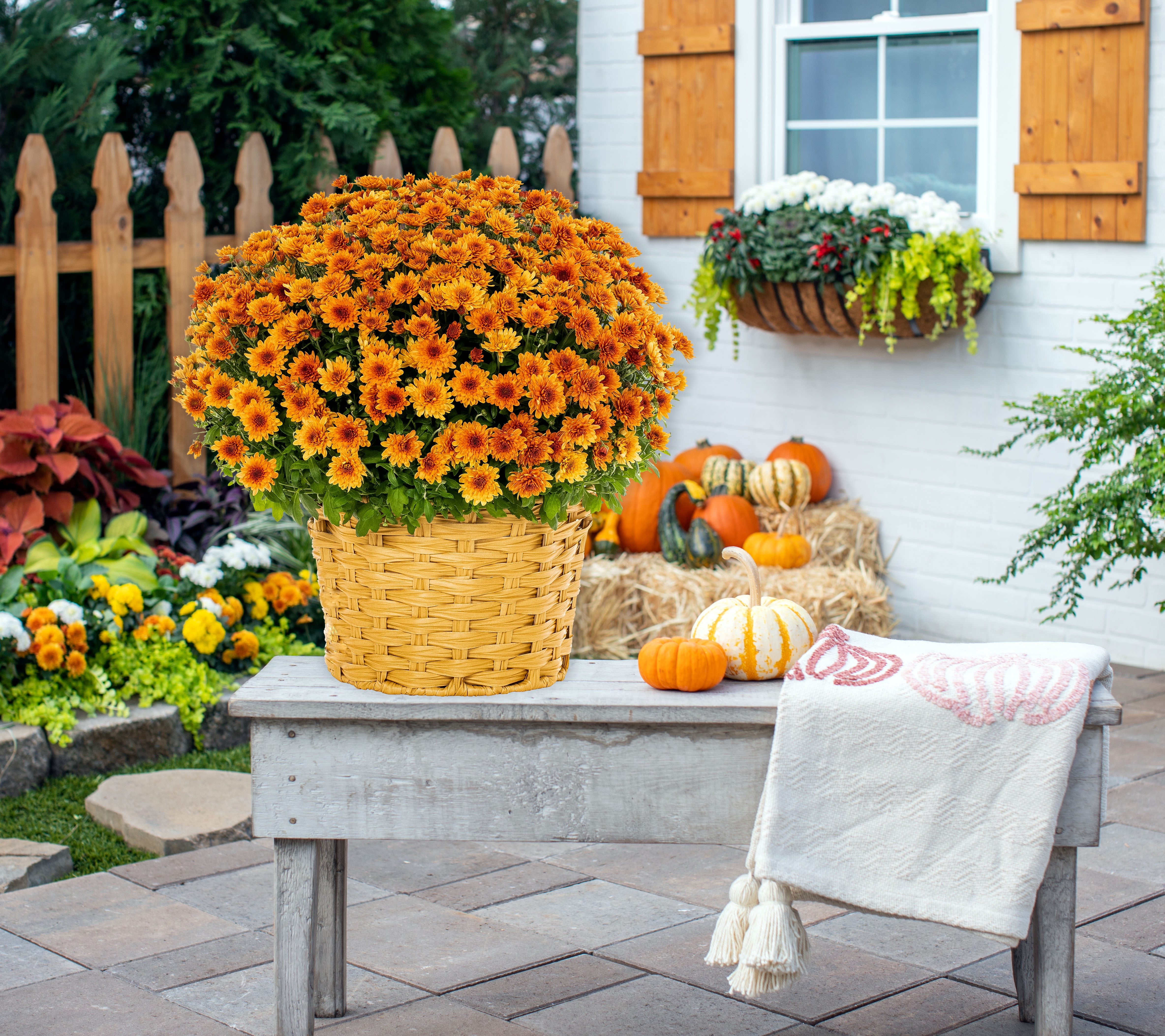 Better Homes & Gardens 2.5G Orange Garden Mum Live Plant in Woven Bushel Basket