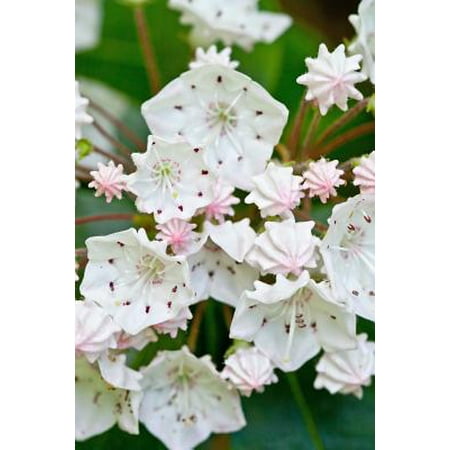 Mountain Laurel State Flower Pennsylvania State Flower - Mountain Laurel Journal : 150 Page Lined Notebook/Diary ()
