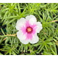 thumbnail image 3 of Set 2 Samba Peppermint Portulaca Plants Live for Planting, Moss Rose Succulent Plants for Outdoor Garden 4 to 6 Inch Tall, 3 of 6