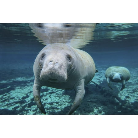 A Pair of Manatees Swimming in Fanning Springs State Park, Florida Print Wall Art By Stocktrek