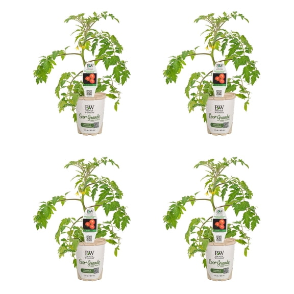 Proven Winners 4" Tempting Tomatoes Garden Gem Snack Tomato Live Plant in 4.25" Pot (4 Count)